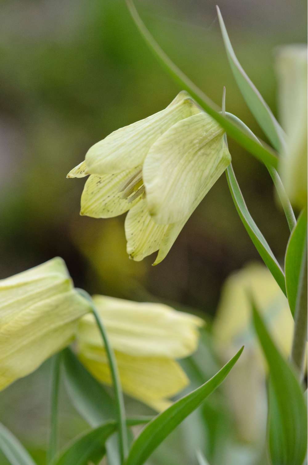 Fritillaria 'pallidiflora'